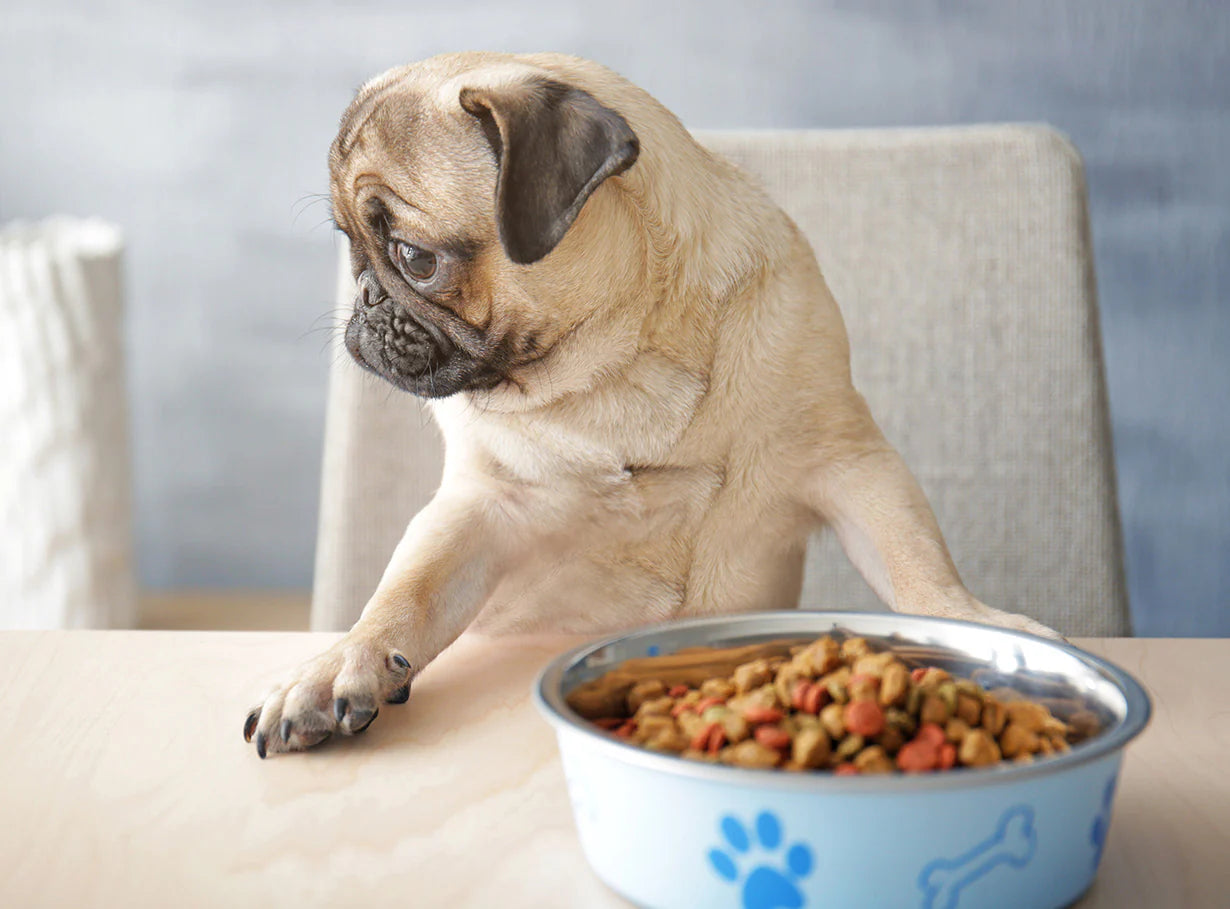 Nutrition for Pets